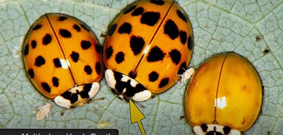 Detail Lady Bug Image Nomer 52