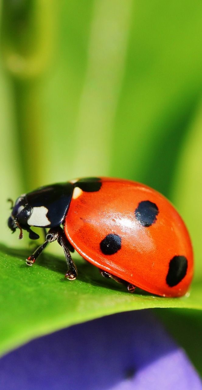 Detail Lady Bug Image Nomer 55