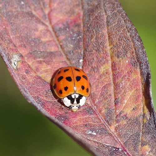 Detail Lady Bug Image Nomer 56