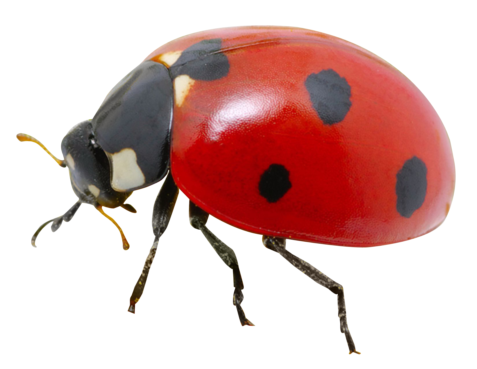 Detail Lady Bug Png Nomer 30