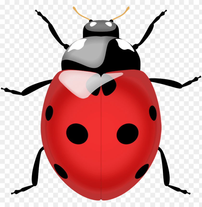 Detail Ladybug Clipart Nomer 40