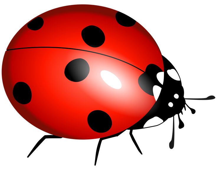 Detail Ladybug Flying Clipart Nomer 21