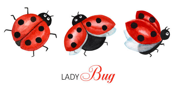 Detail Ladybug Flying Clipart Nomer 6