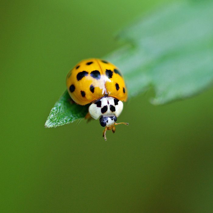 Detail Ladybug Image Nomer 29