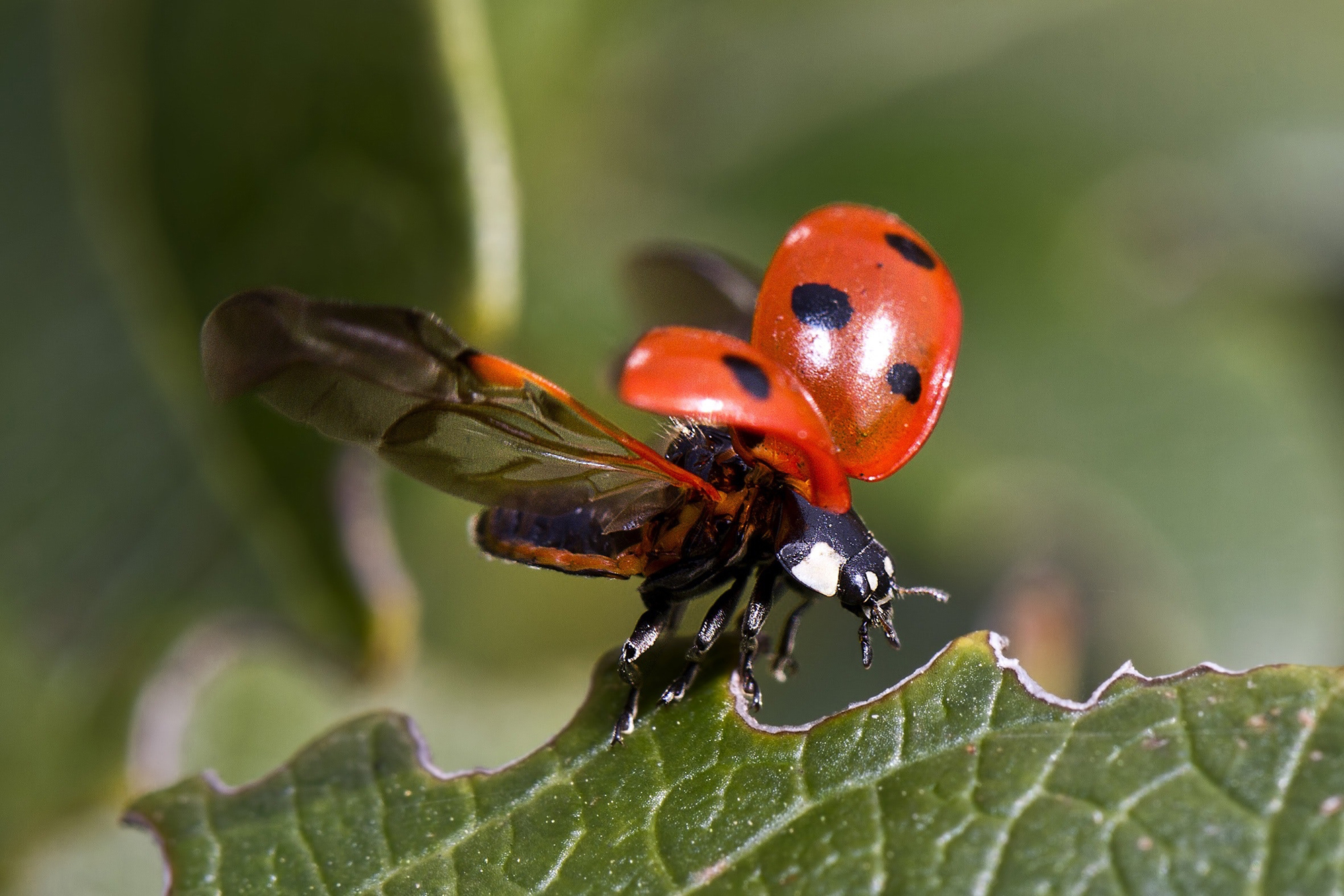 Detail Ladybug Image Nomer 31