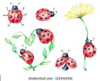 Detail Ladybug Image Nomer 47