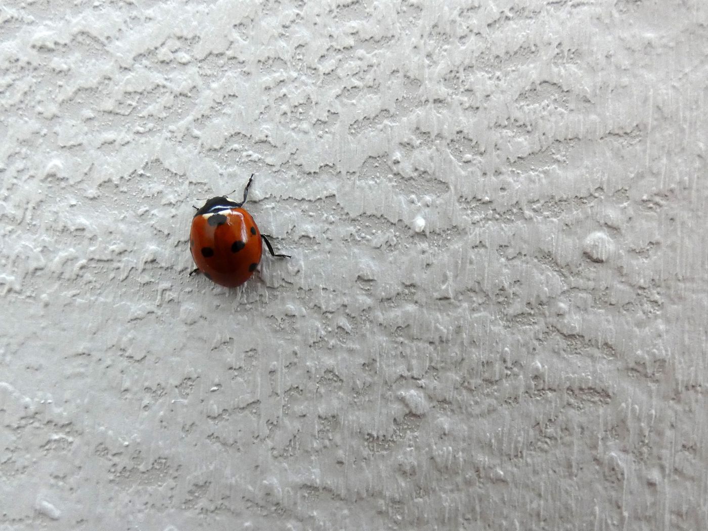 Detail Ladybug Image Nomer 48
