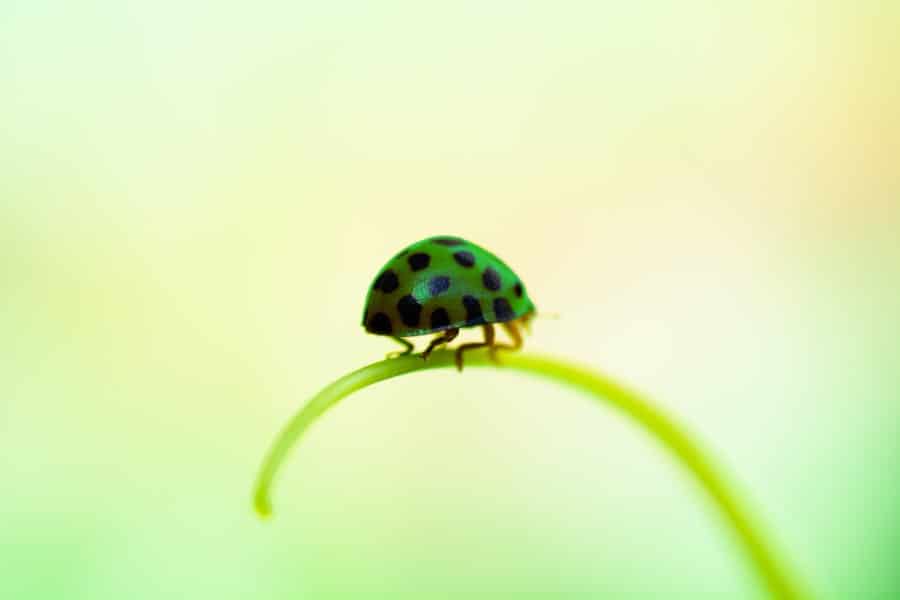Detail Ladybug Image Nomer 50