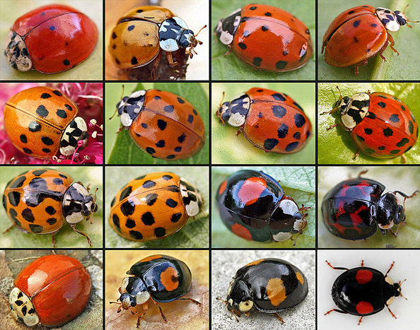 Detail Ladybug Image Nomer 54
