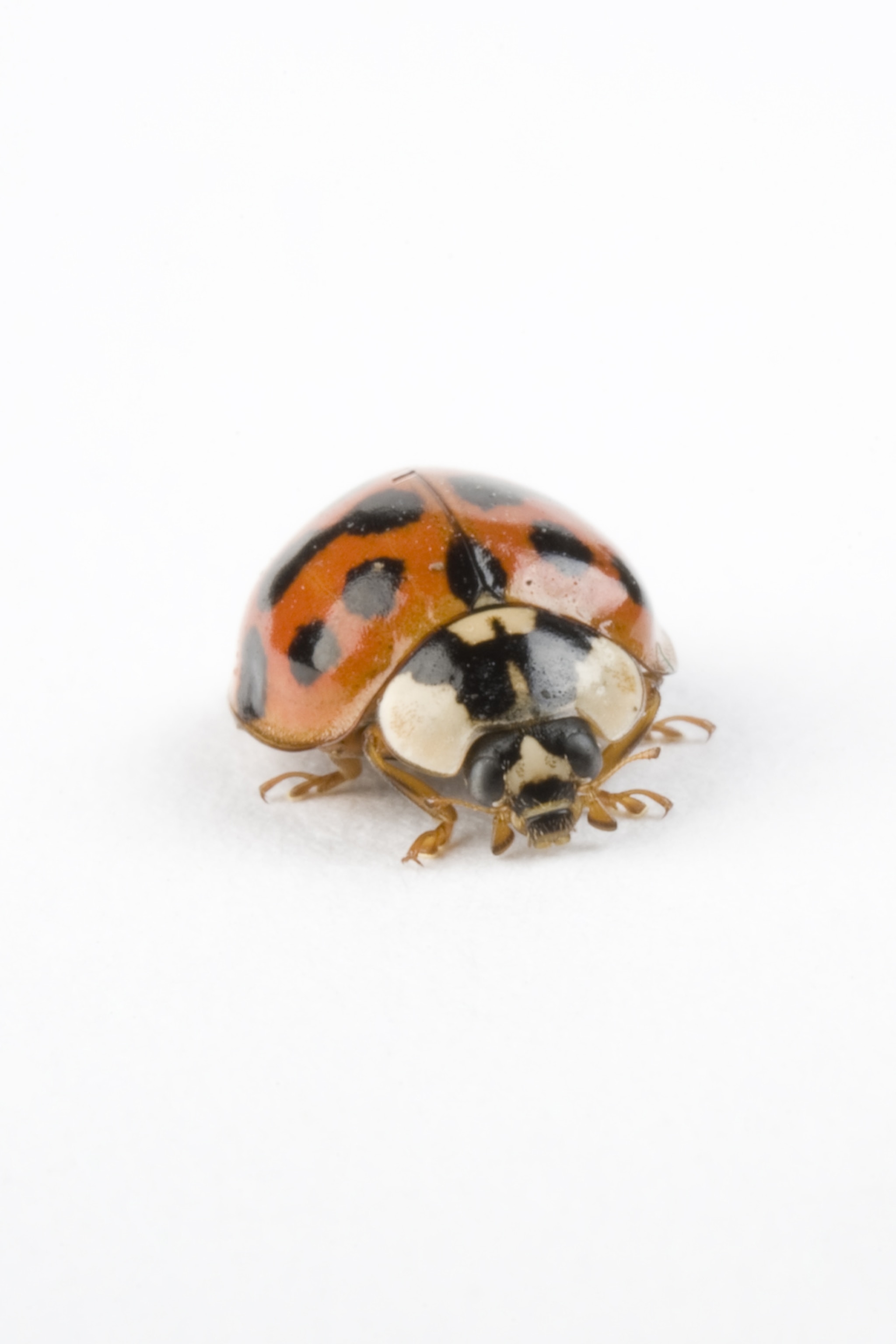 Detail Ladybug Image Nomer 55