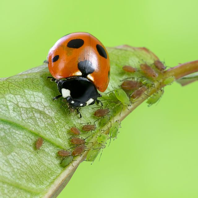 Detail Ladybug Images Nomer 40
