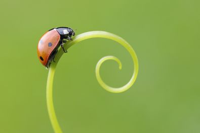 Detail Ladybug Images Nomer 45