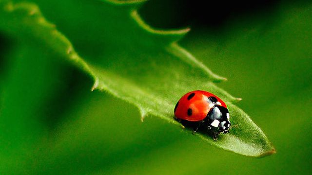 Detail Ladybug Pic Nomer 26