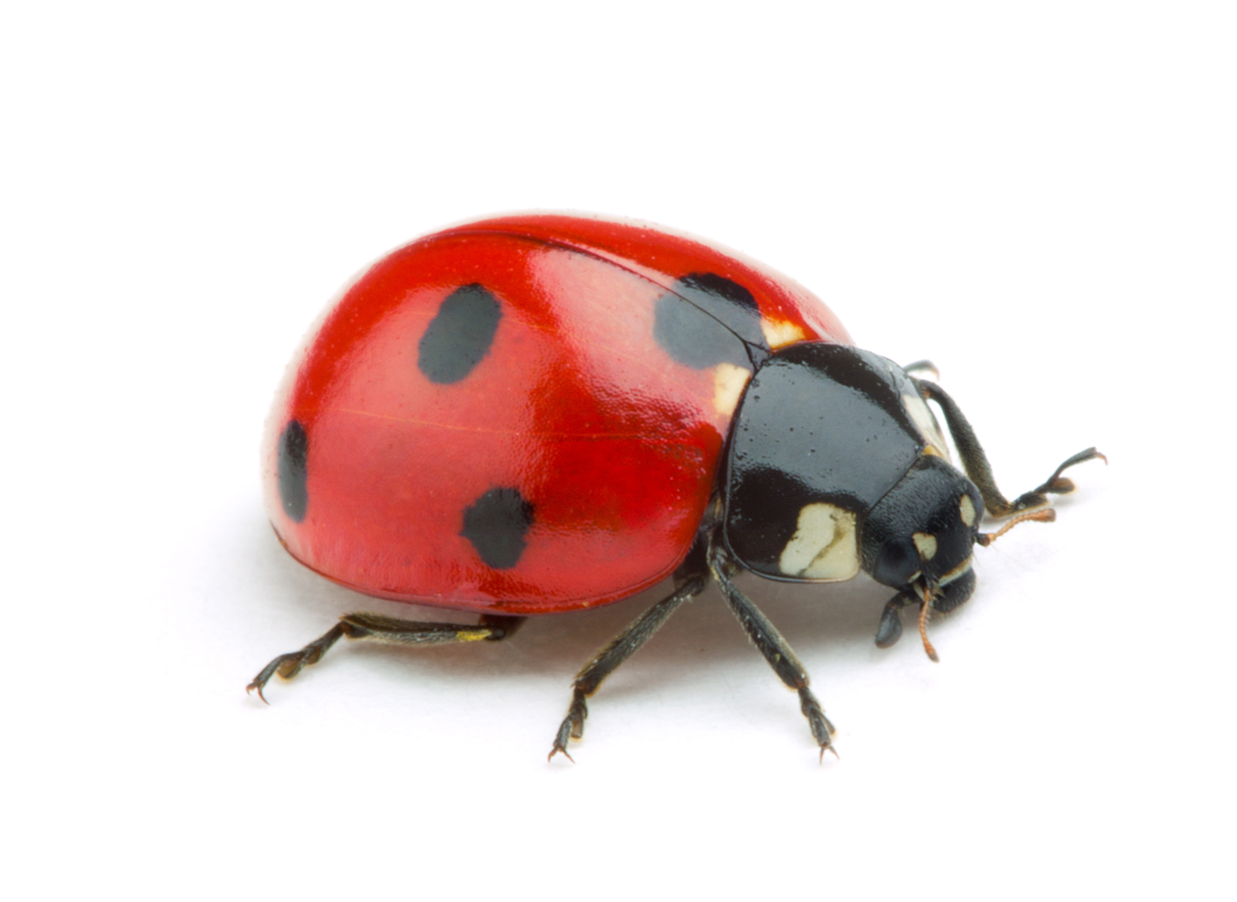 Detail Ladybug Pic Nomer 29