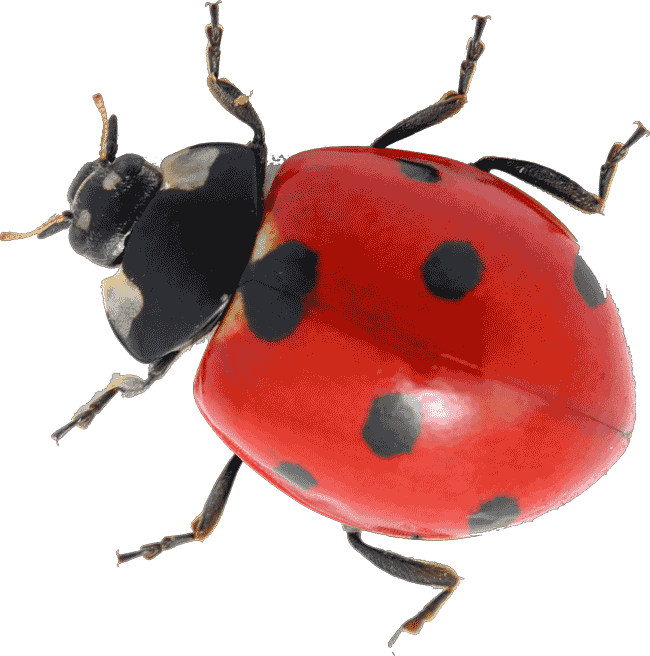 Detail Ladybug Pic Nomer 56