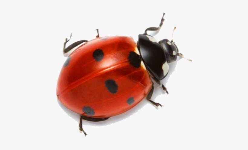 Detail Ladybug Transparent Nomer 11