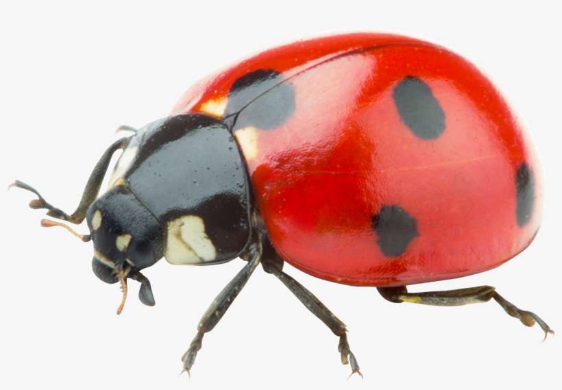 Detail Ladybug Transparent Nomer 12