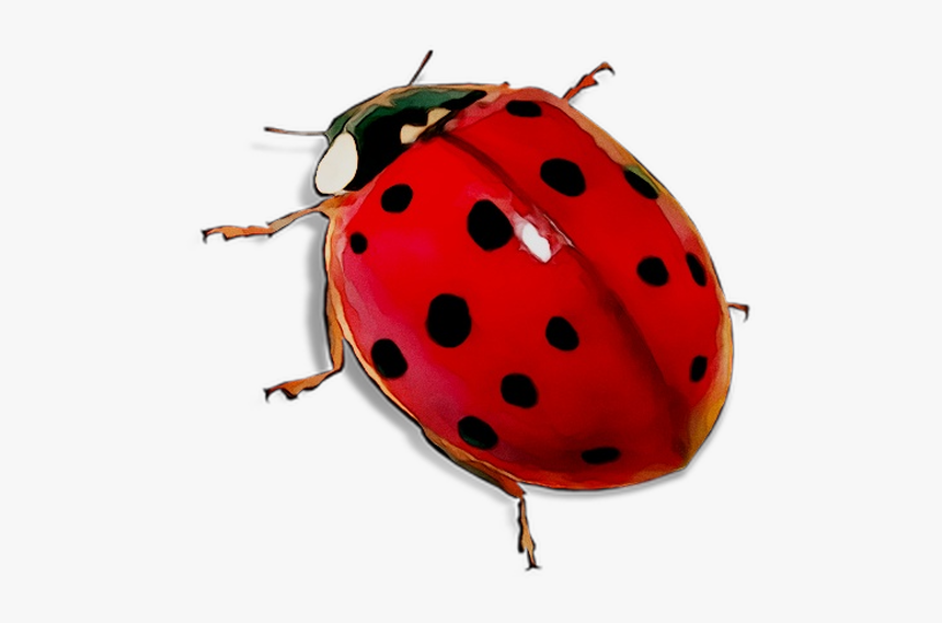 Detail Ladybug Transparent Nomer 13
