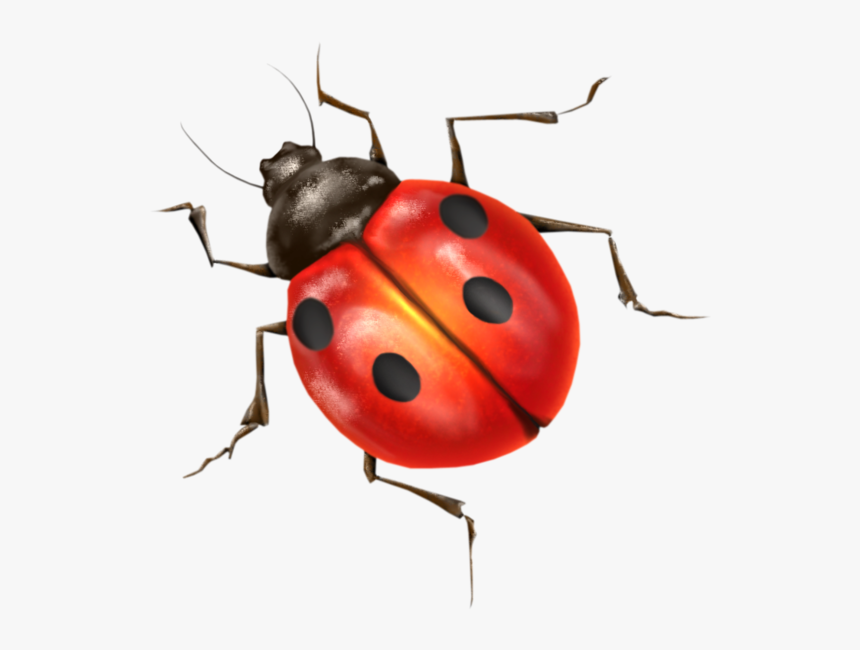 Detail Ladybug Transparent Nomer 14