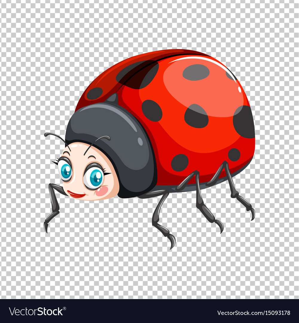 Detail Ladybug Transparent Nomer 15