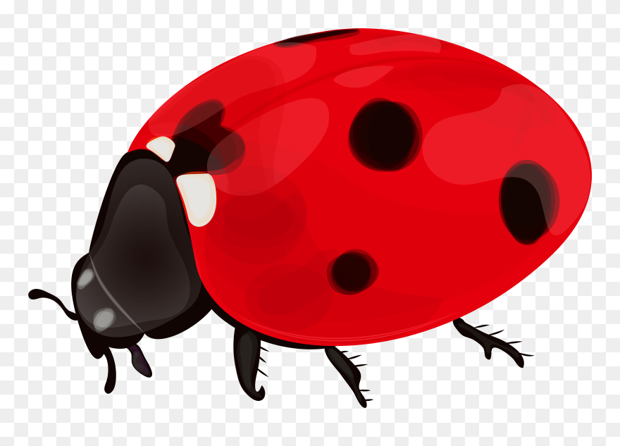 Detail Ladybug Transparent Nomer 17
