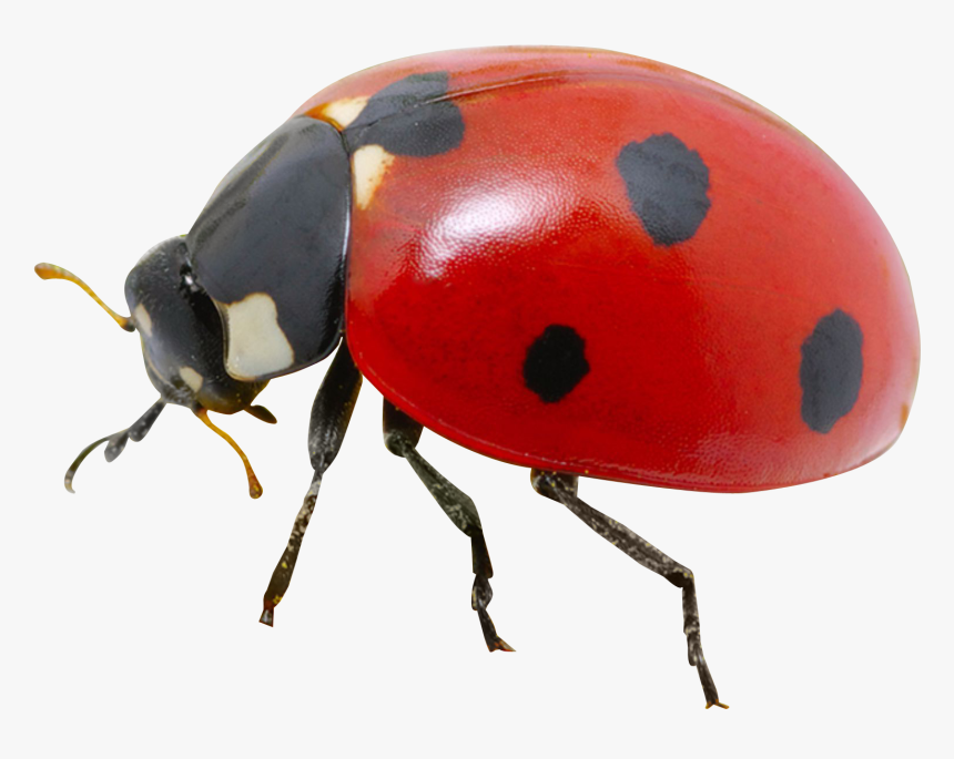 Detail Ladybug Transparent Nomer 3