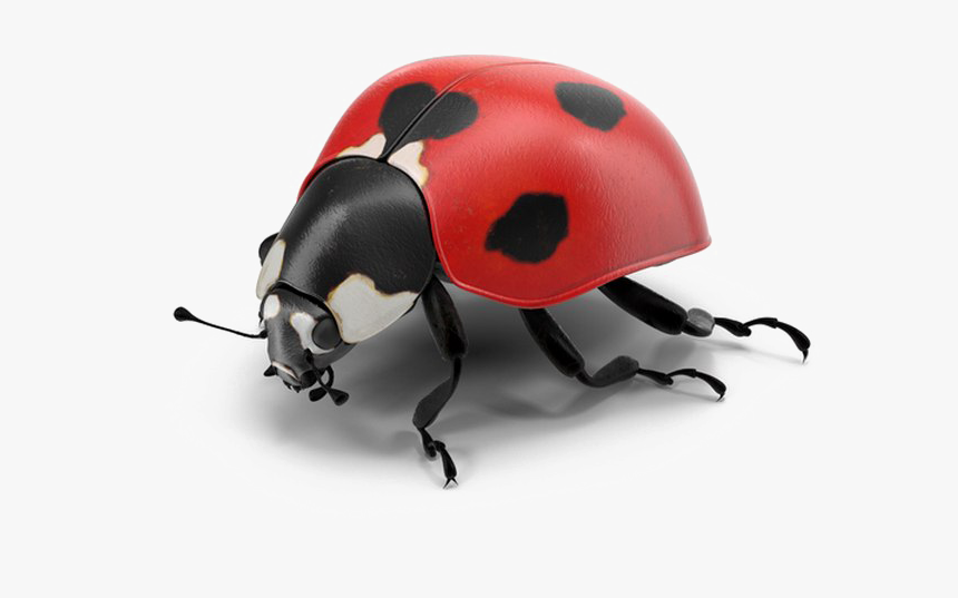 Detail Ladybug Transparent Nomer 20