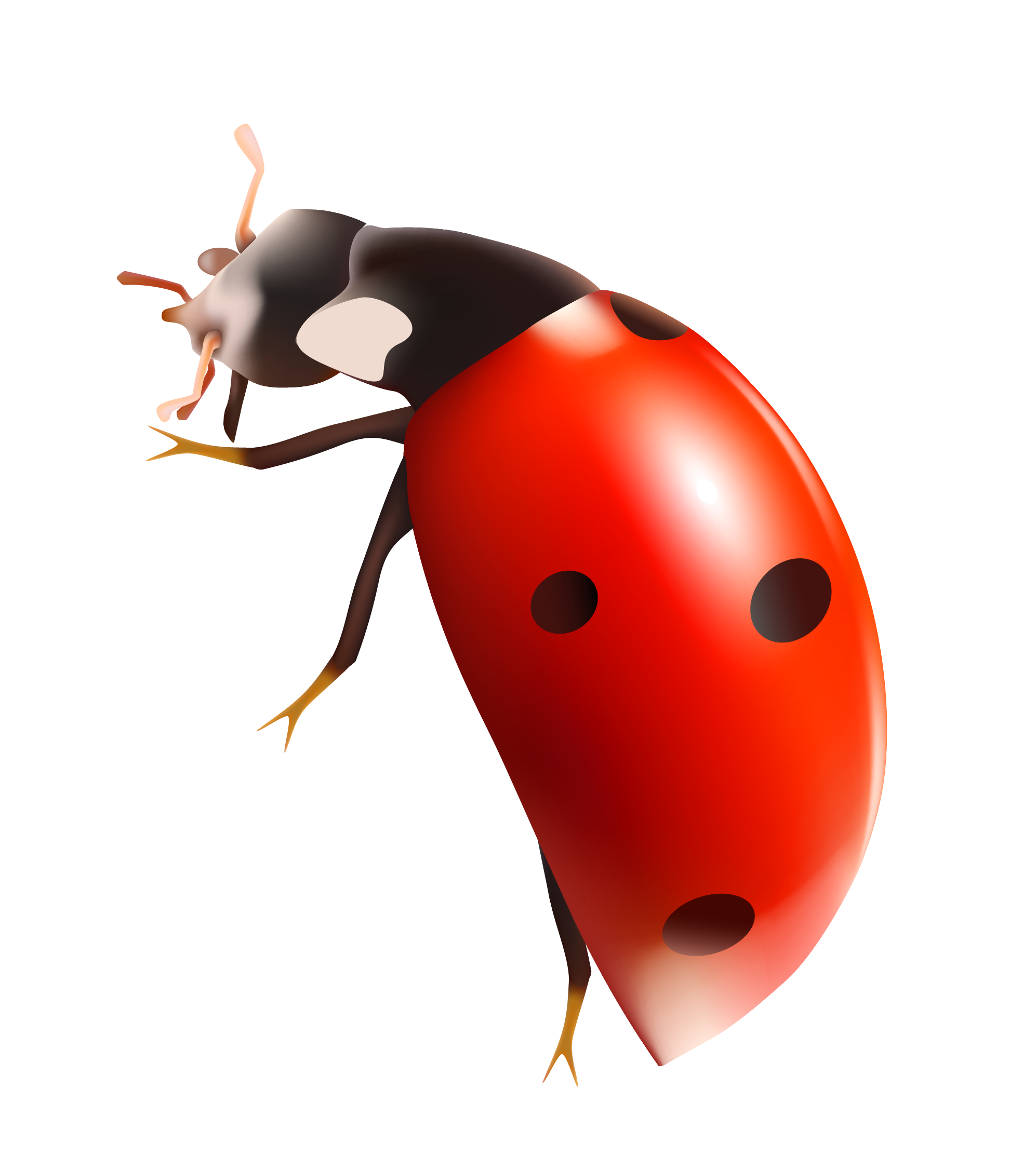 Detail Ladybug Transparent Nomer 21