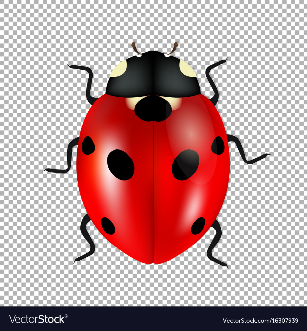Detail Ladybug Transparent Nomer 22