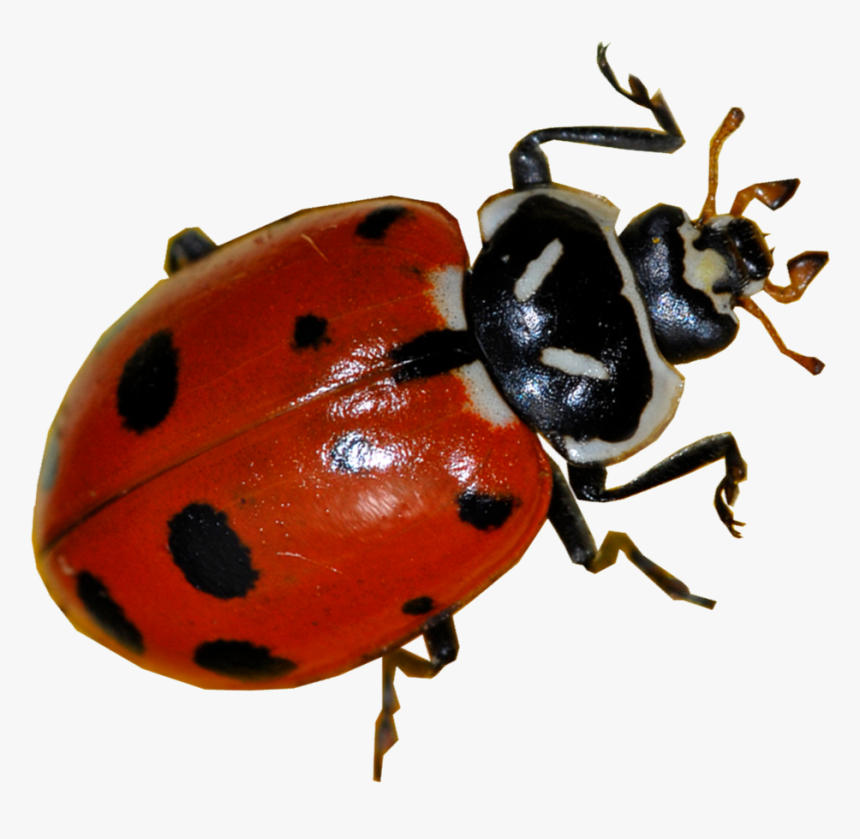 Detail Ladybug Transparent Nomer 24