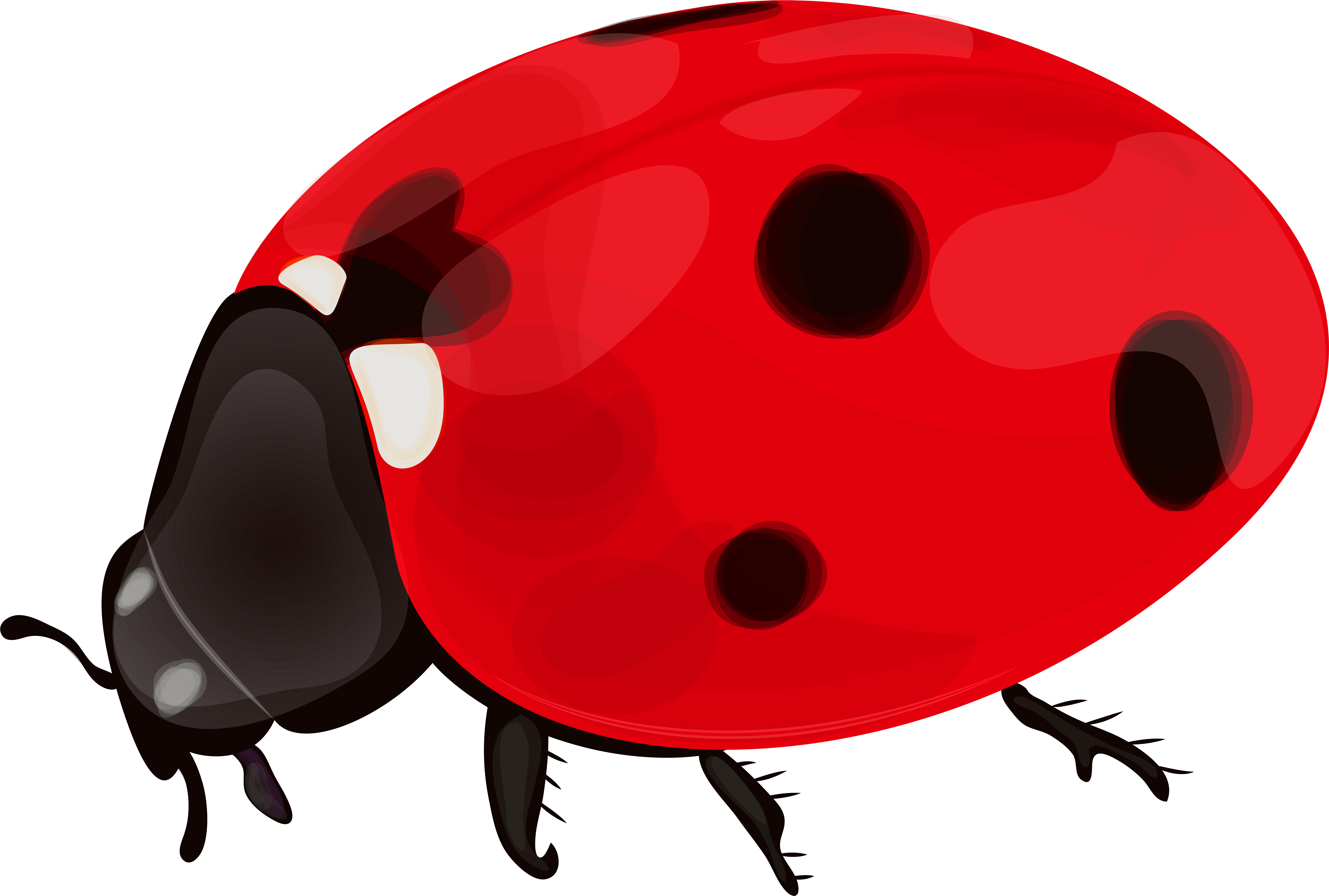 Detail Ladybug Transparent Nomer 26