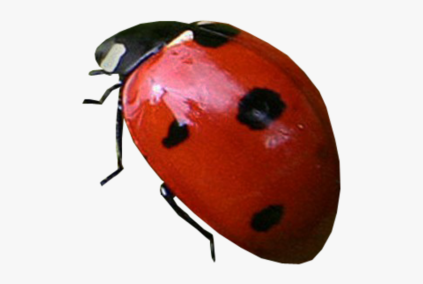 Detail Ladybug Transparent Nomer 28