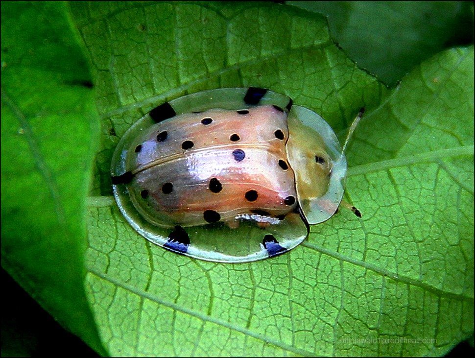 Detail Ladybug Transparent Nomer 29