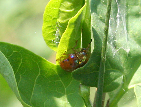 Detail Ladybug Transparent Nomer 32