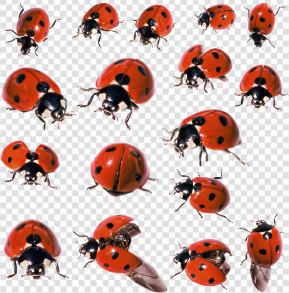 Detail Ladybug Transparent Nomer 33