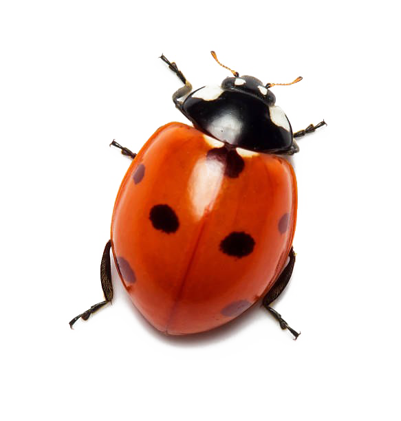 Detail Ladybug Transparent Nomer 34