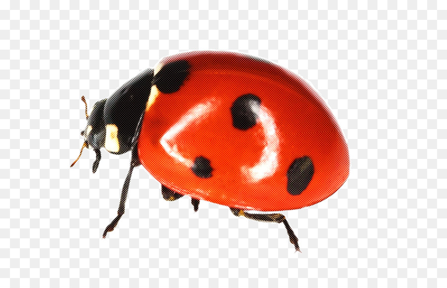 Detail Ladybug Transparent Nomer 38
