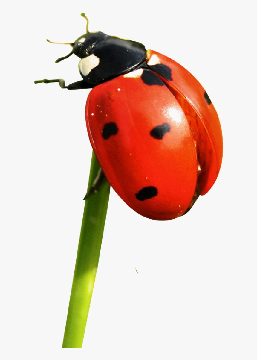 Detail Ladybug Transparent Nomer 5
