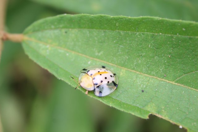 Detail Ladybug Transparent Nomer 39