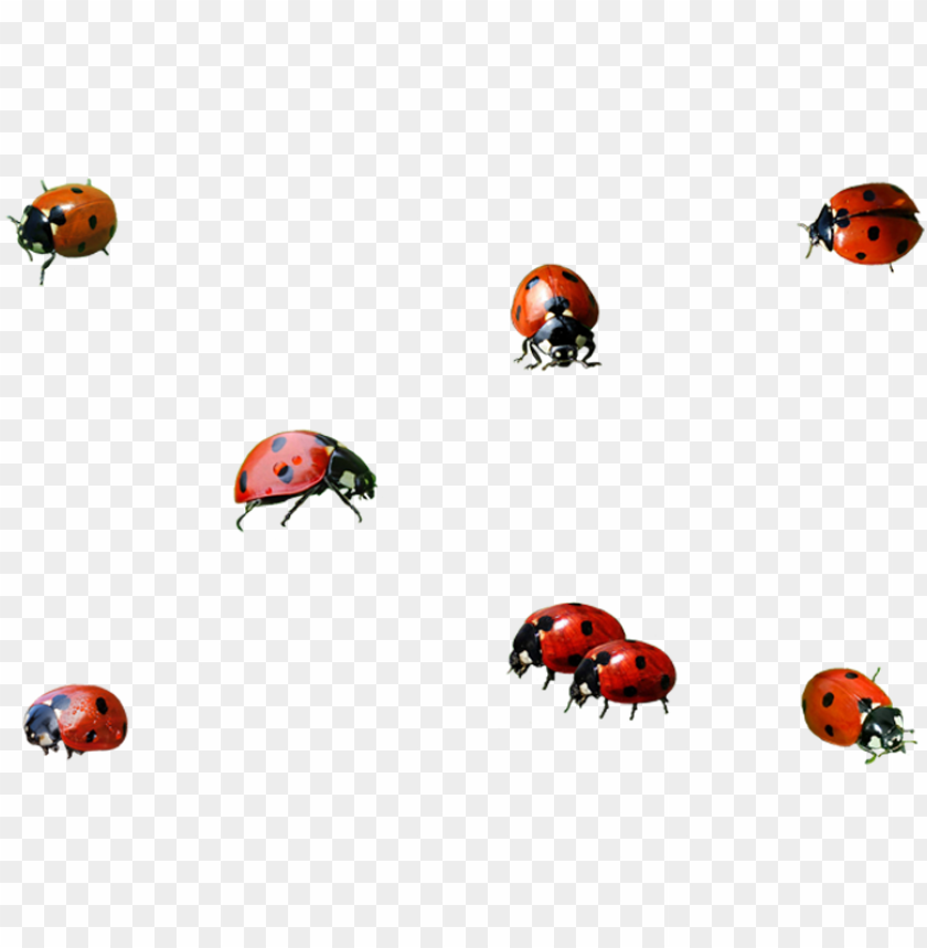 Detail Ladybug Transparent Nomer 42
