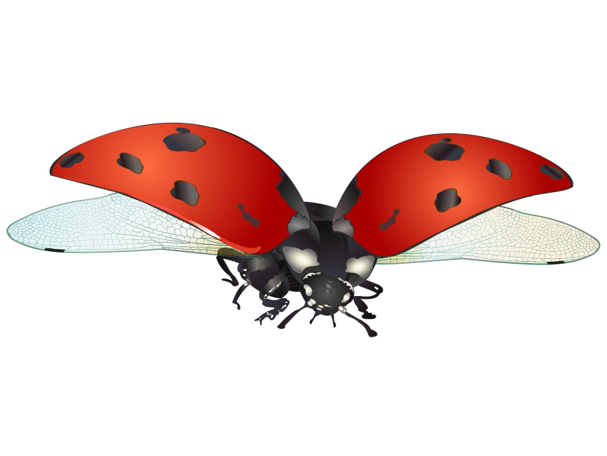 Detail Ladybug Transparent Nomer 51