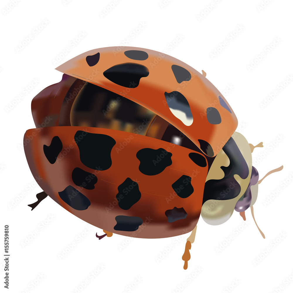 Detail Ladybug Transparent Nomer 52