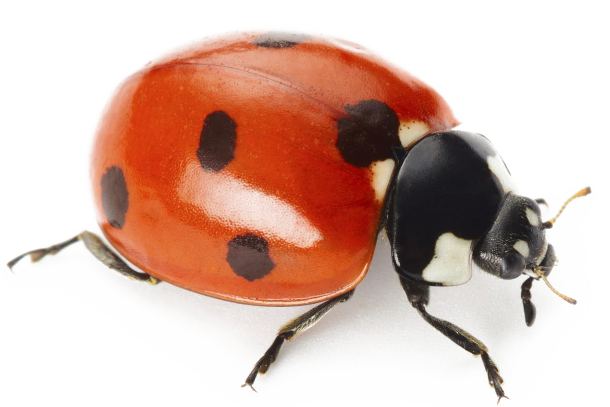 Detail Ladybug Transparent Nomer 7