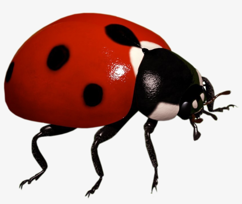Detail Ladybug Transparent Nomer 9