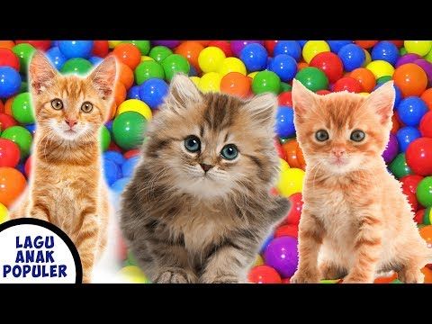 Detail Lagu Anak Anak Gambar Kucing Nomer 12