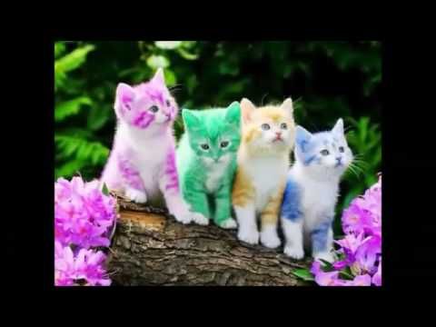 Detail Lagu Anak Anak Gambar Kucing Nomer 25