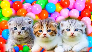 Detail Lagu Anak Anak Gambar Kucing Nomer 34