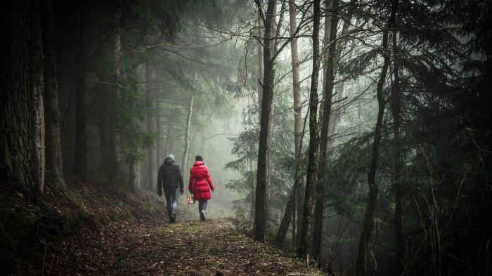 Mimpi Berjalan Di Hutan - KibrisPDR