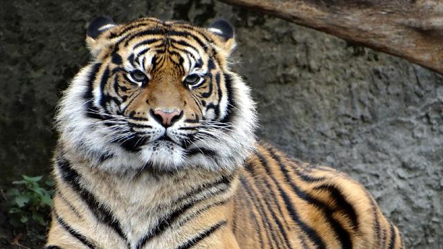 Detail Mimpi Bertemu Harimau Nomer 33