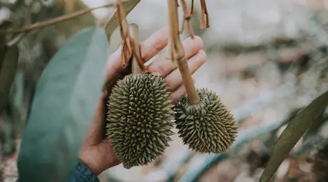 Detail Mimpi Buah Durian Nomer 30